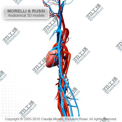images/goods_img/202104092/CIRCULATORY SYSTEM MR/4.jpg